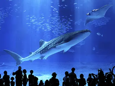 沖縄美ら海水族館